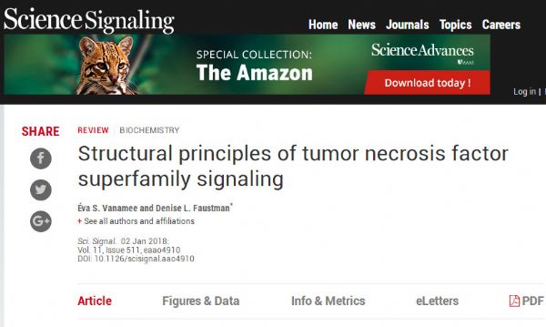 Sci Signal：肿瘤坏死因子超级家族信号传递的结构基础