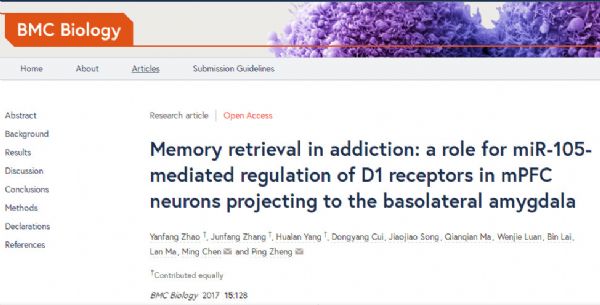 BMC Biol：成瘾记忆为何易被激活？复旦团队发现导致毒品复吸的环境线索