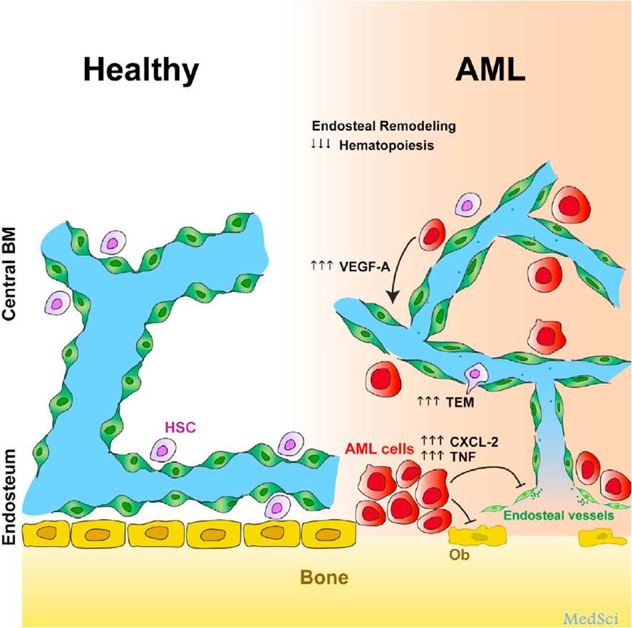 Cell Stem Cell：抑制骨内膜血管重塑有望重启AML患者的正常造血！