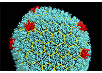 中国技术与中国模式，避免H7N9禽流感重演SARS<font color="red">悲剧</font>