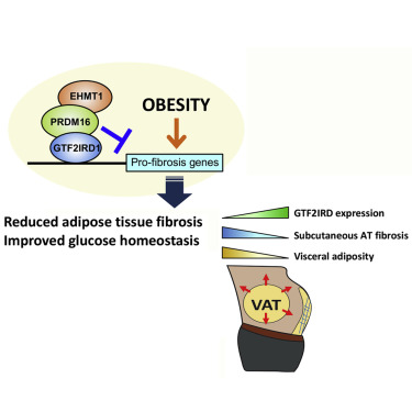 Cell Metab：脂肪细胞产生的分子GTF2IRD1隐藏着2型糖尿病的致病“关键”