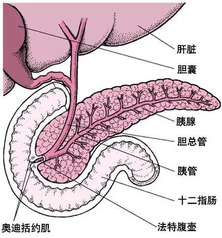 “天天吃外卖，27岁姑娘血浆成了猪油色！”，这不是一则假新闻！