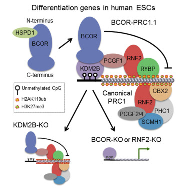 Cell Stem Cell：非经典的BCOR-PRC1.1<font color="red">复合体</font>抑制人胚胎干细胞的分化过程