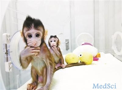 中国突破体细胞克隆猴世界难题 人类重大脑疾病诊治迎来光明前景