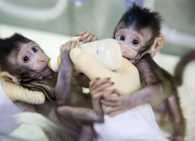 两只克隆猴在中国诞生 人类脑疾病研究将提速