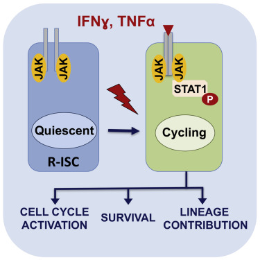Stem Cell Rep：科学家发现急性<font color="red">炎症状态</font>下储备性肠道干细胞激活必需的信号通路！