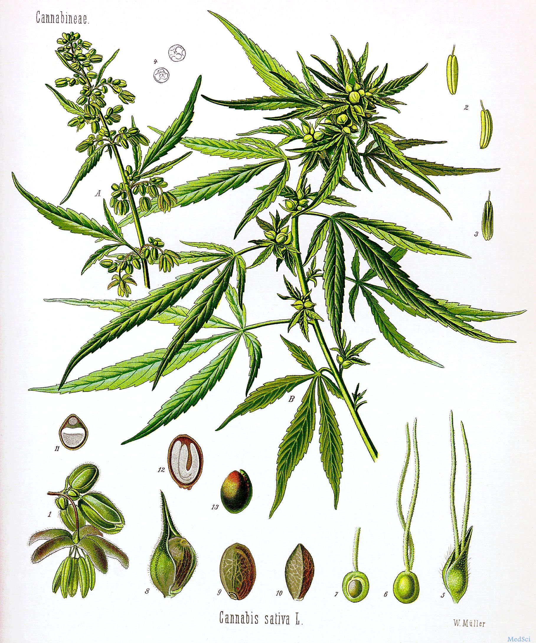 大麻有助于减少Lennox-Gastaut综合征的<font color="red">癫痫</font>发作