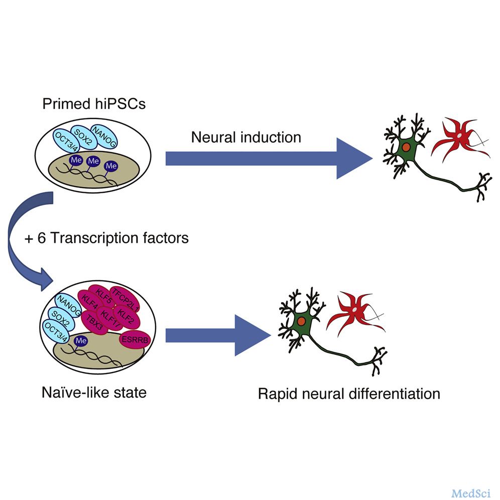 Stem Cell Rep：<font color="red">幼稚</font>样ESRRB+诱导多能干细胞有利于神经分化！