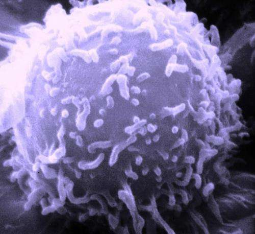 Nat Commun：研究人员发现“两步过程”，阻止癌细胞