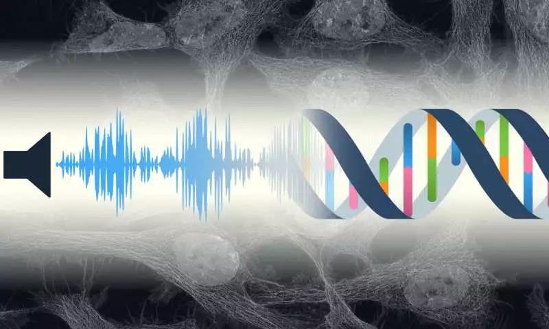 PLOS ONE：声音还会影响基因工作