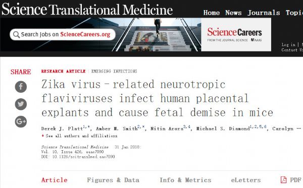 Sci Transl Med：寨卡病毒的<font color="red">近亲</font>对胎儿的影响