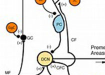 JAMA Neurol：神经肌<font color="red">病患者</font>TTN突变意义研究