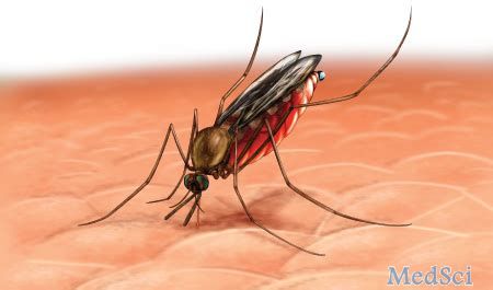 伯氨喹-亚甲蓝阻断疟疾的传播