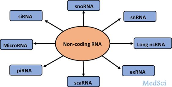 长非<font color="red">编码</font>RNA疗法治疗肺癌