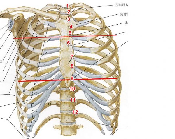 后背十二肋骨解剖图图片