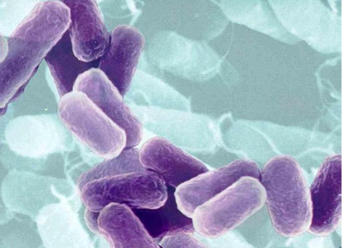 Front Microbiol：氮磷对大肠杆菌生物膜形成的影响
