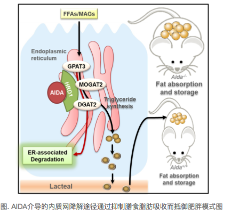 Cell Metab：林圣彩教授团队发文揭示“浪费基因”的作用机制
