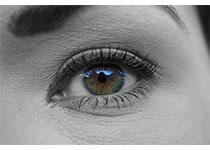 Prog Retin Eye Res.：灵长类动物眼睛中央凹的结构、功能和发育研究进展