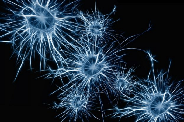 Cell Stem Cell：惊喜？！科学家在高龄 79 岁的老人身上发现新神经元生成