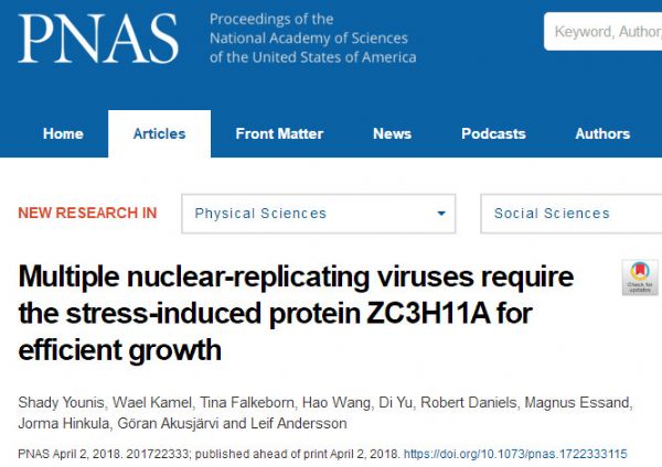 PNAS：科学家阐明病毒利用宿主细胞中关键蛋白进行繁殖的分子机制
