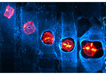 Cell Stem Cell：中科院科学家首次发现“返老还童”密码