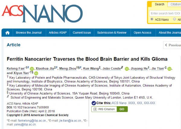 ACS Nano：<font color="red">铁蛋白</font>穿越血脑屏障并靶向治疗恶性脑瘤研究获进展