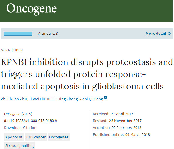 Oncogene：核转运蛋白β1作为脑胶质瘤治疗靶点的分子机制研究新进展