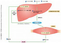 Diabetologia：含糖饮料摄入与空腹葡萄糖和胰岛素浓度的关系没有被<font color="red">ChREBP</font>-FGF21通路中选定的遗传变异体所改变