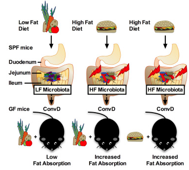 Cell Host & Microbe：小肠中的特定细菌对于脂肪吸收至关重要