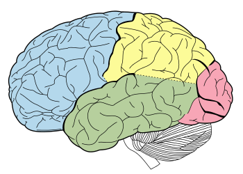 Nature：脑部<font color="red">免疫</font>记忆影响小鼠神经疾病进展