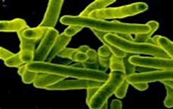 Chem Cent J：<font color="red">绿色</font>来源的银纳米粒子可有效对抗致病菌