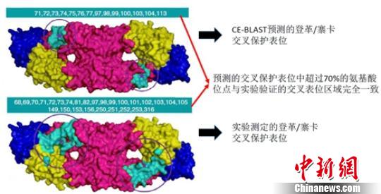 Nat Commun：中国科学家研发新病原体抗原性计算平台 新型疫苗有望问世
