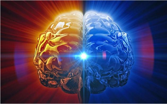 "类大脑" 复杂度不断增强 能否产生意识引发道德争议