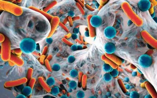 Microb Pathog：丁子香酚和丁香叶精油可有效对抗牙周致病菌