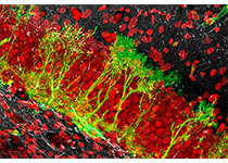 <font color="red">Cell</font> Stem <font color="red">Cell</font><font color="red">丨</font>同济康九红组揭示非编码RNA调控心肌分化和心脏发育过程的表观遗传机制
