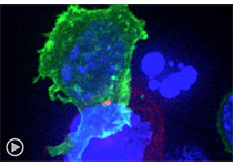 Science：巨噬细胞竟是维持乳腺干细胞的“摇篮”