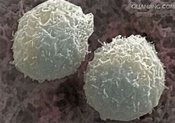 Cell Stem Cell：白血病无需骨髓移植就能治愈？核心机制被发现！