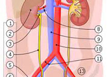 Hypertension：在远曲小管，缓激肽可通过抑制K+通道（<font color="red">Kir4.1</font>）刺激肾Na+和K+分泌