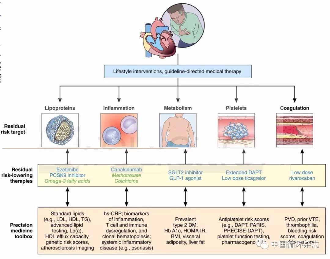 Circulation：心血管病精准治疗概念框架：针对脂蛋白、炎症、代谢、血小板和凝血靶标，多种新药决择有依据
