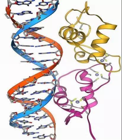 非编码<font color="red">DNA</font>竟能修补前列腺癌治疗bug！