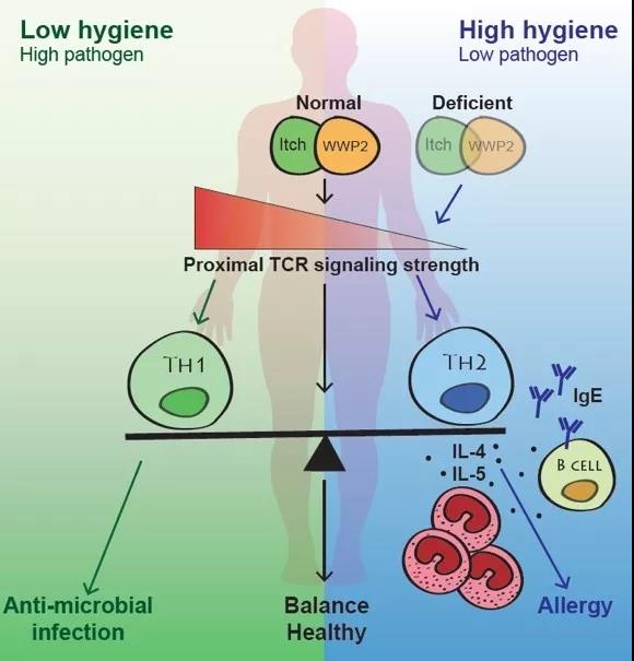 Nat Immunol：清华大学免疫所研究者揭示过敏性疾病调控新机制