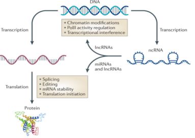Sci Transl Med：肥胖元凶又增一员!这次是小RNA的研究新星“LincRNA”！