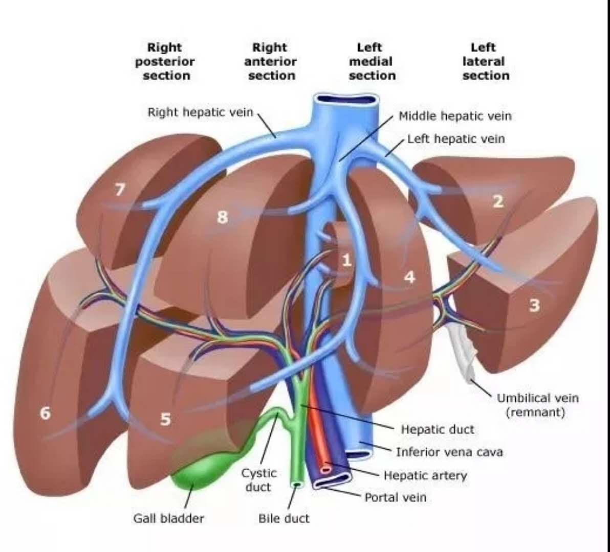 肝脏的基本解剖及生理...__中国医疗