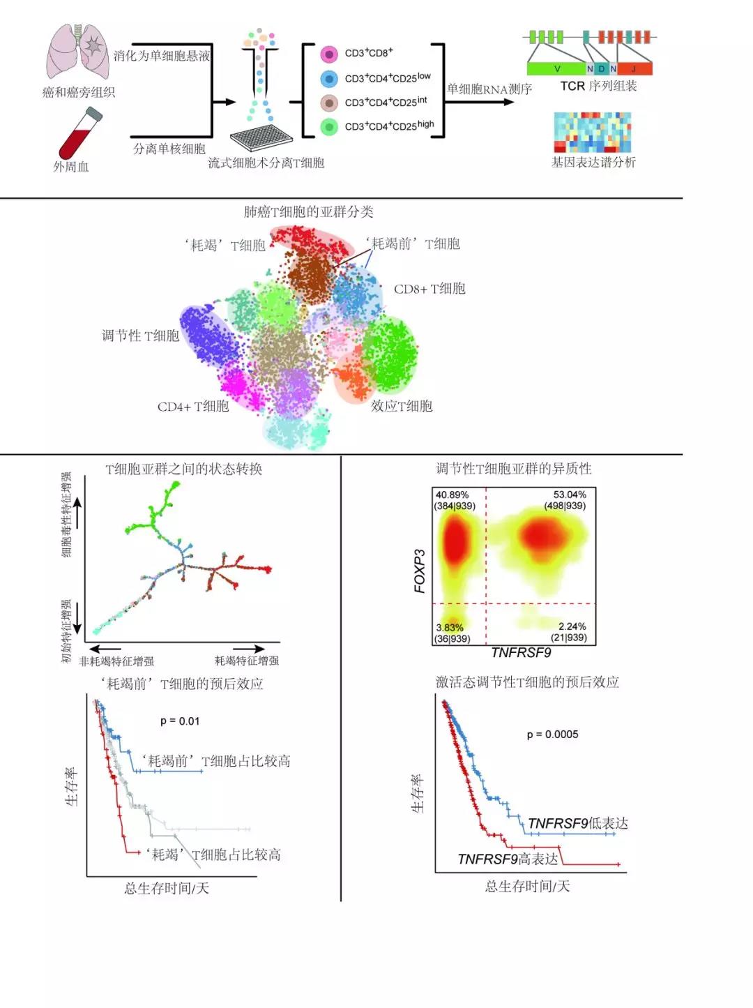 Nat Med：张泽民研究组与合作者发表单细胞水平的肺癌 T 淋巴细胞免疫图谱