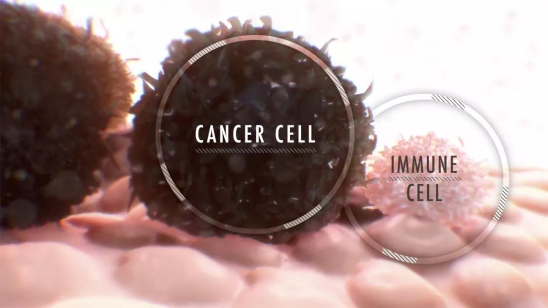 Nature：癌症免疫疗法新发现：阻断一种蛋白，让肿瘤<font color="red">明显</font>缩小