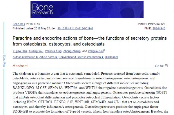 Bone Res：科学家发表骨代谢综述文章
