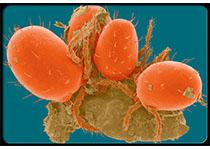 Cell Stem Cell：比<font color="red">CAR</font>-T更安全！<font color="red">CAR</font>-<font color="red">NK</font>疗法初显成效