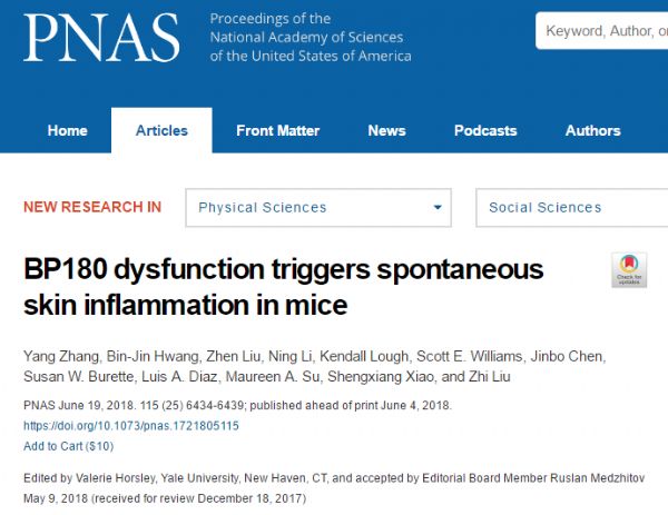 PNAS：BP180功能失调诱发小鼠自发炎症反应