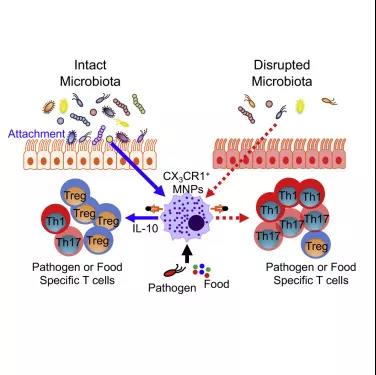 Immunity：细菌帮助肠道保持健康<font color="red">的</font>细胞机制