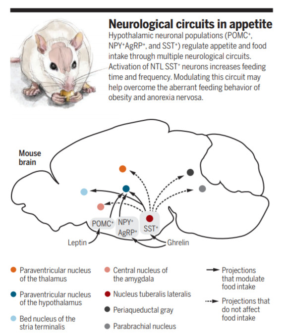 小鼠脑部结构图图片